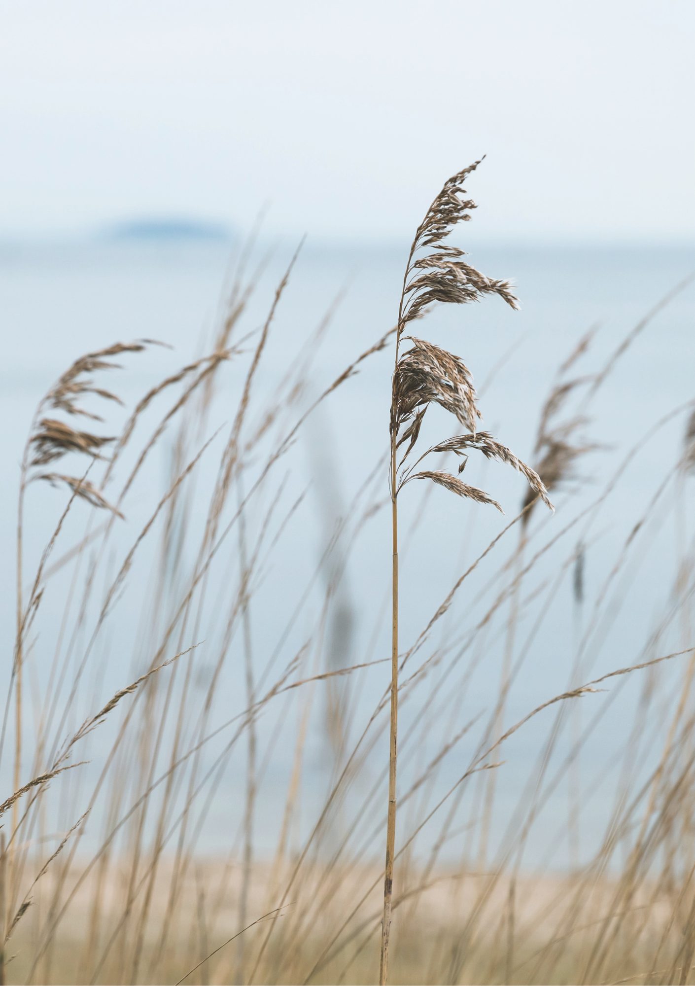 Natuur - riet Natuur - riet